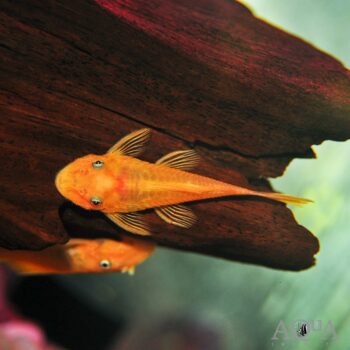 Blue Eye Lemon Bristlenose Pleco (Ancistrus sp.)