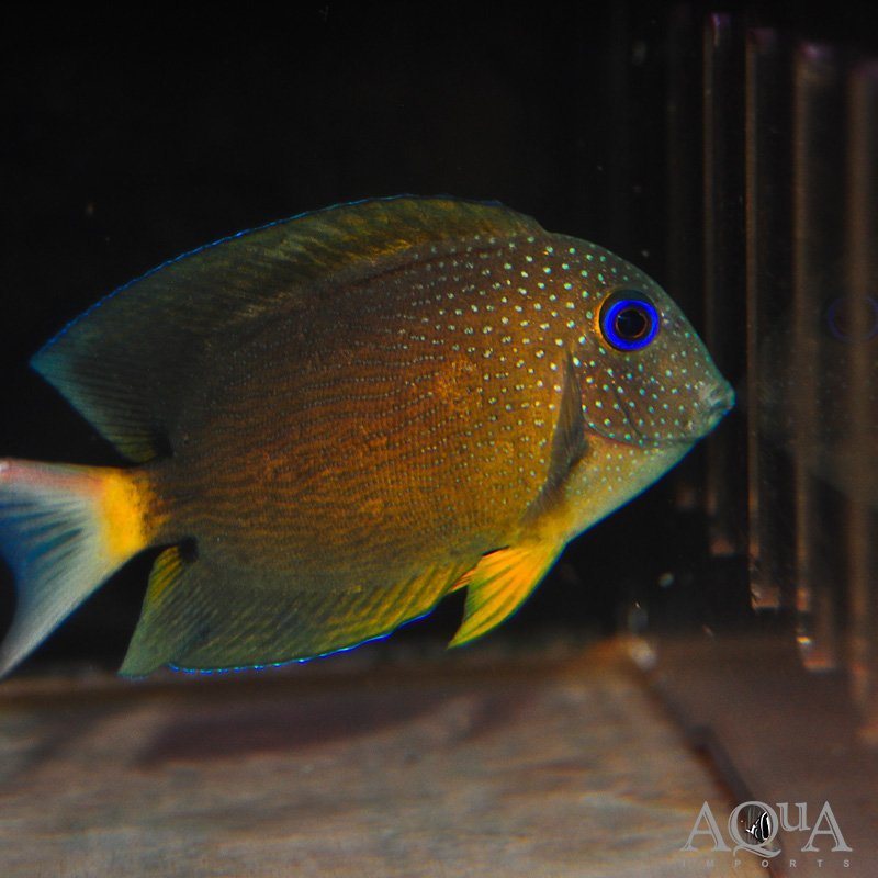 Blue Eye Tang (Ctenochaetus binotatus)