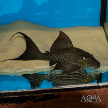 Blue Eyed Pleco (Panaque cochliodon)