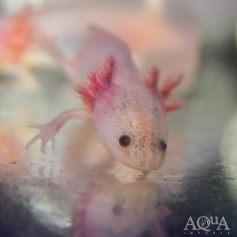 Blue Gill Leucistic Axolotl (Ambystoma mexicanum)