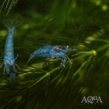 Blue Jelly Shrimp