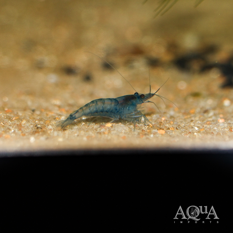 Blue Jelly Shrimp