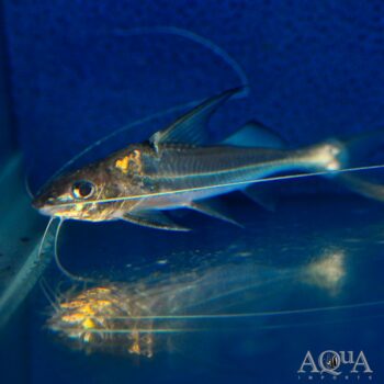 Highfin Jumper Catfish (Megalonema cf. orixanthum)