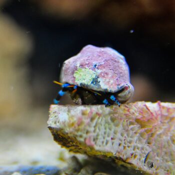 Blue Knuckle Hermit Crab (Calicinus elegans)