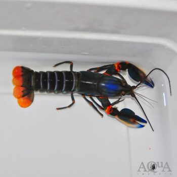 Blue Kong Crayfish (Cherax alyciae)