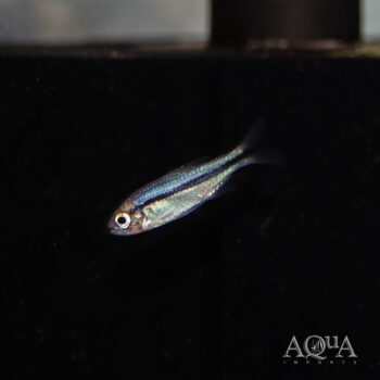 Blue Lapis Tetra (Hyphessobrycon cyanotaenia)