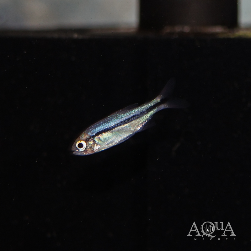 Blue Lapis Tetra (Hyphessobrycon cyanotaenia)
