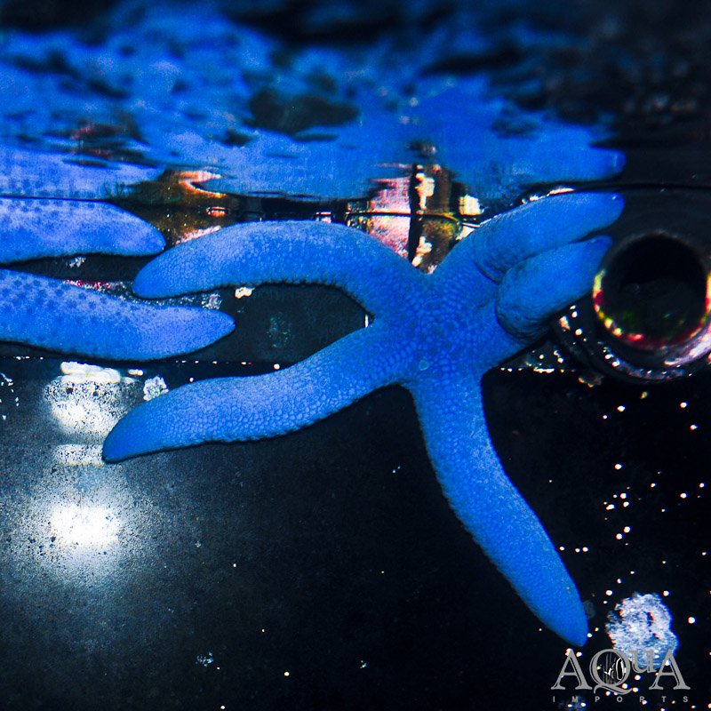 Blue Linckia Starfish (Linckia laevigata)