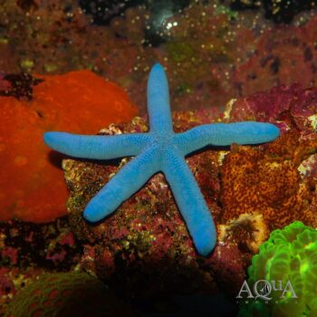 Blue Linckia Starfish (Linckia laevigata)