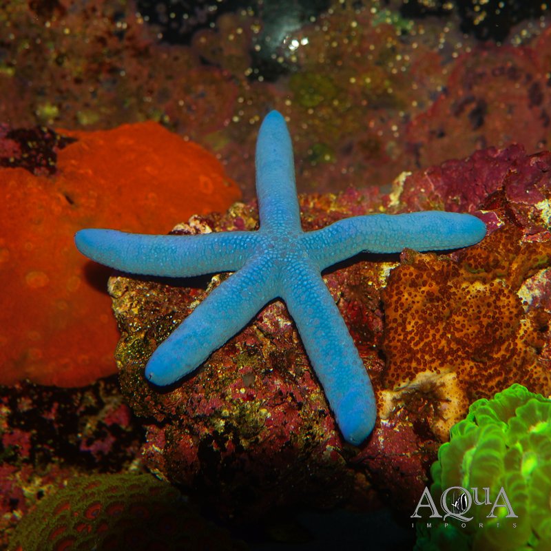 Blue Linckia Starfish (Linckia laevigata)