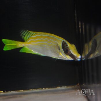 Blue Lined Rabbitfish (Siganus puellus)