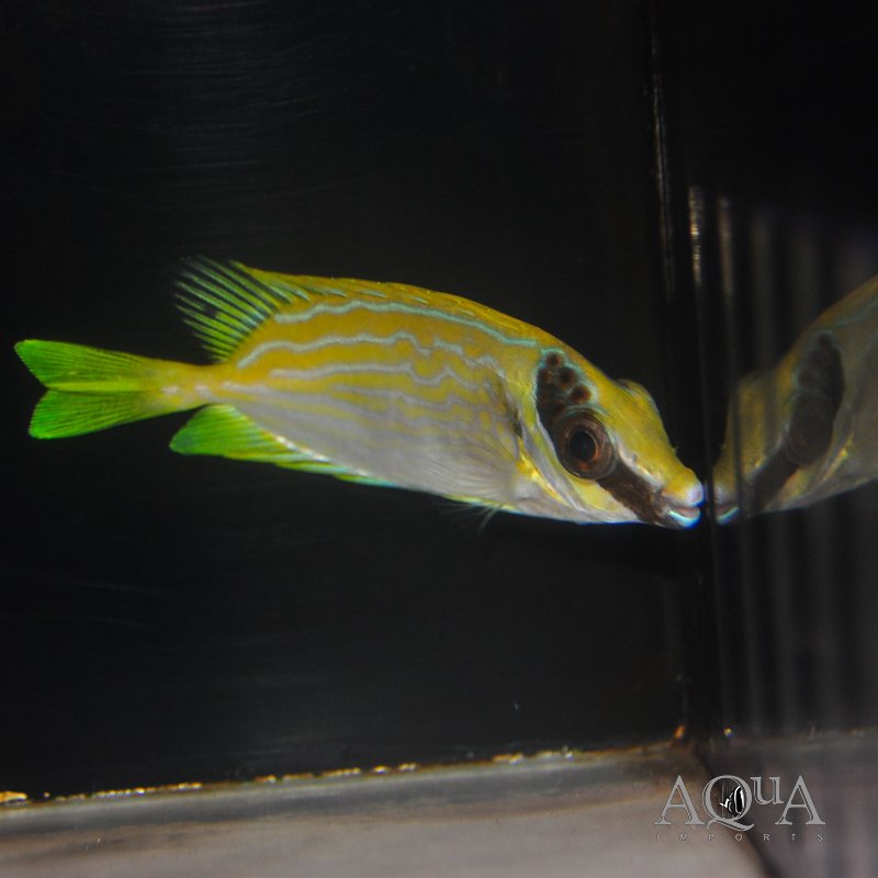 Blue Lined Rabbitfish (Siganus puellus)