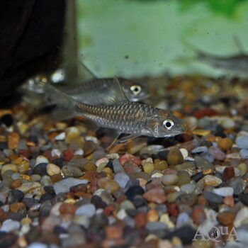 Blue Mahseer (Neolissochilus stracheyi)