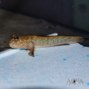 Blue Mudskipper (Periophthalmodon septemradiatus)