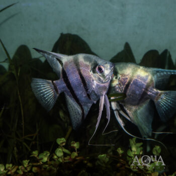Blue Pinoy Angelfish