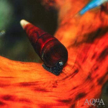 Blue Rabbit Snail (Tylomelania sp.)