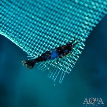 Blue Rili Shrimp (Neocaridina davidi)