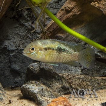 Blue Spot Andinoacara (Andinoacara coeruleopunctatus)