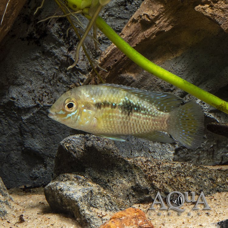 Blue Spot Andinoacara (Andinoacara coeruleopunctatus)