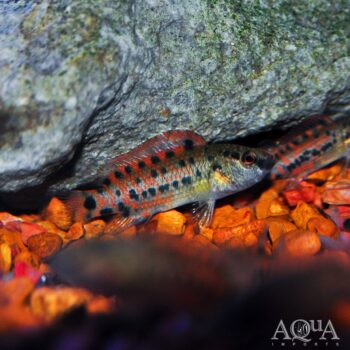 Assam Bluespot Badis (Badis assamensis)