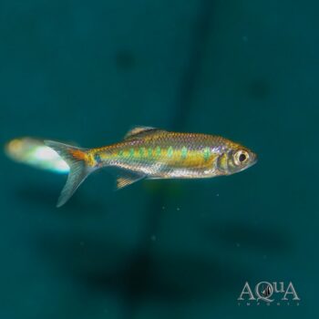 Blue Spotted Hill Trout (Opsarius bakeri)