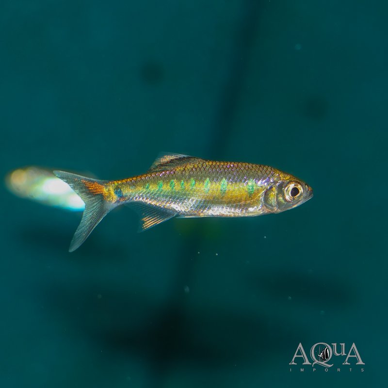 Blue Spotted Hill Trout (Opsarius bakeri)