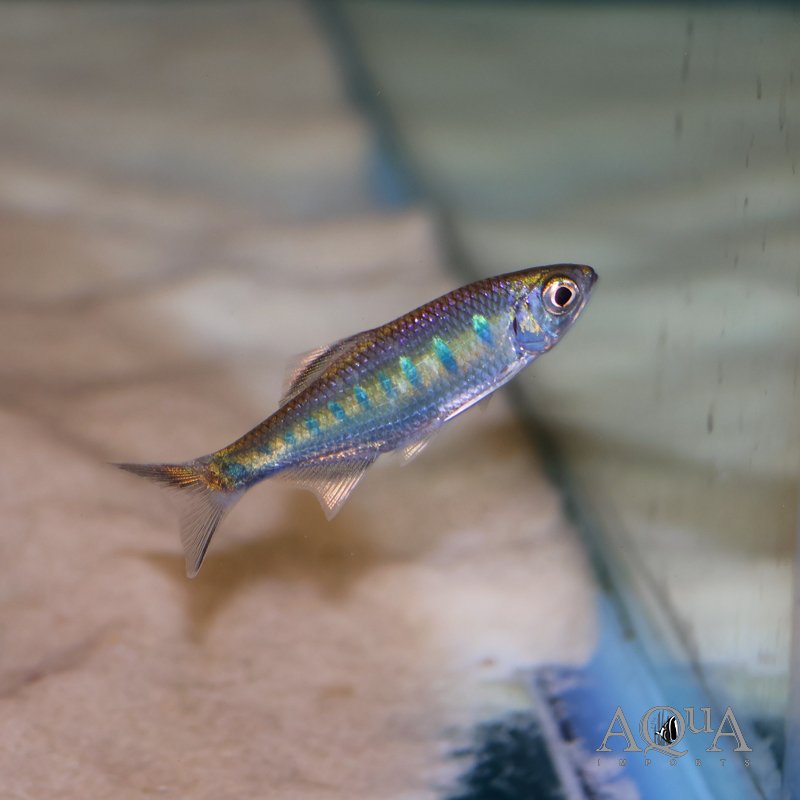 Blue Spotted Hill Trout (Opsarius bakeri)