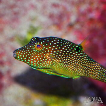 Blue Spotted Puffer (Canthigaster solandri)
