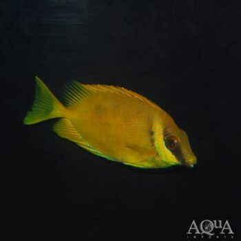Blue Spotted Rabbitfish (Siganus corallinus)