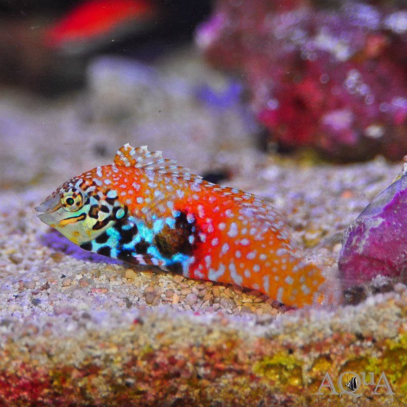 Blue Star Leopard Wrasse (Macropharyngodon bipartitus)