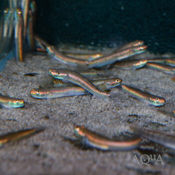 Blue Stiphodon Goby (Stiphodon cf. atropurpureus)