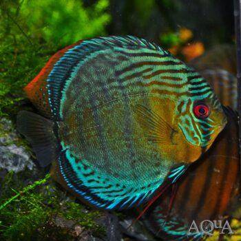 Semiroyal Blue Tefe Discus (Symphysodon aequifasciatus)