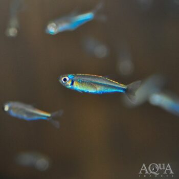 Dwarf Blue Tetra (Tyttocharax cochui)