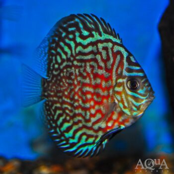 Turquoise Discus (Symphysodon discus)