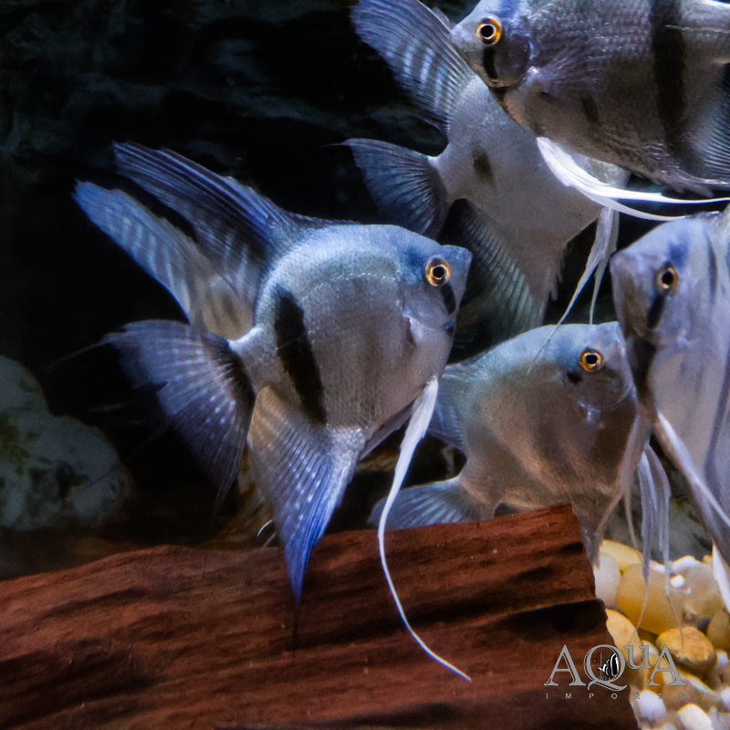 Blue Zebra Angelfish (Pterophyllum scalare)