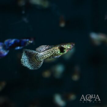 Blueberry Guppy (Poecilia reticulata)