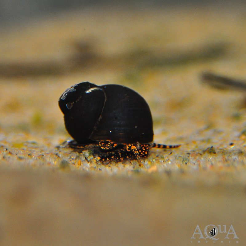Blueberry Snail (Viviparus sp.)