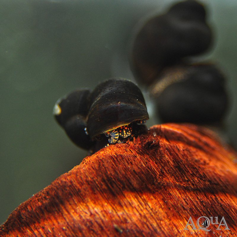 Blueberry Snail (Viviparus sp.)