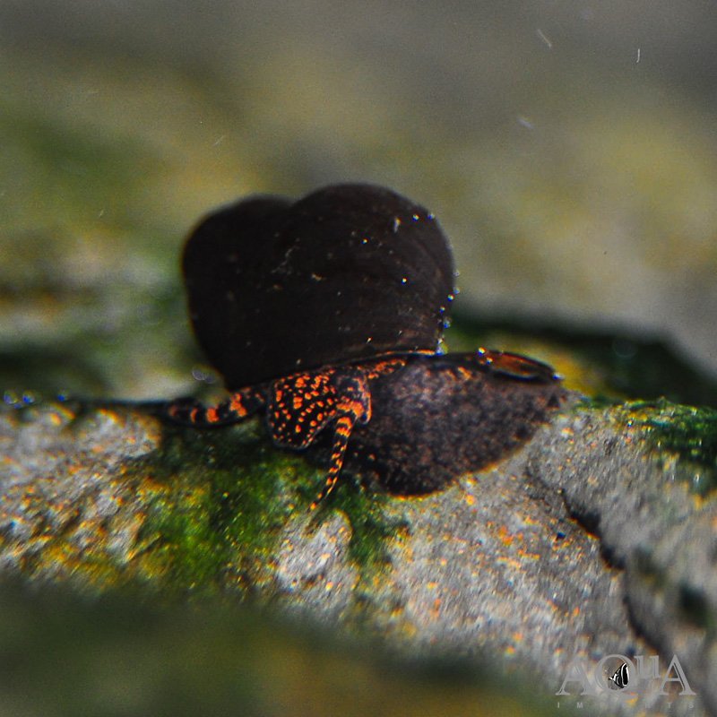 Blueberry Snail (Viviparus sp.)