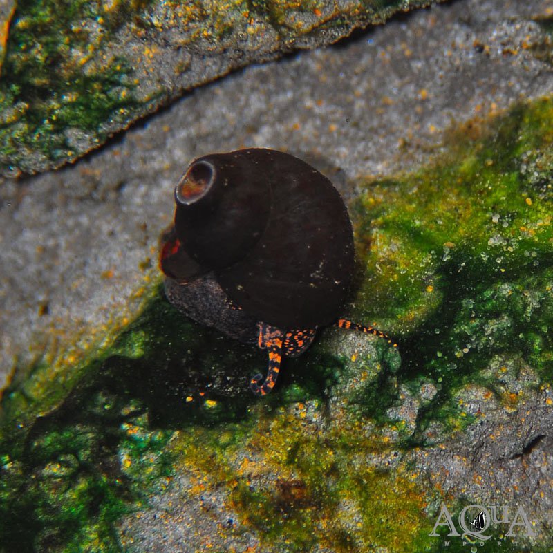 Blueberry Snail (Viviparus sp.)