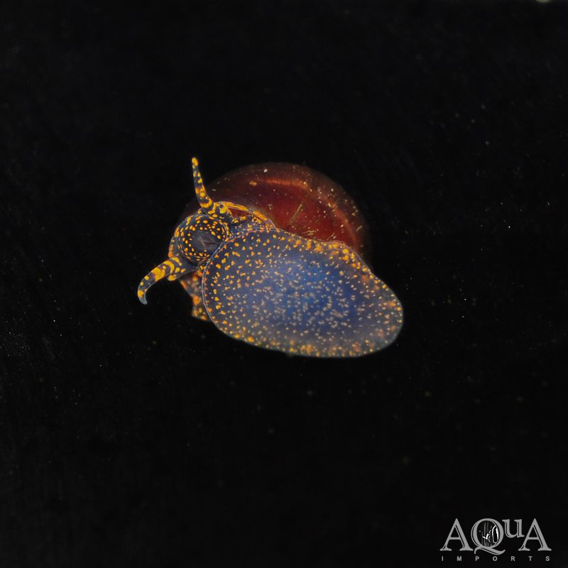 Blueberry Snail (Viviparus sp.)