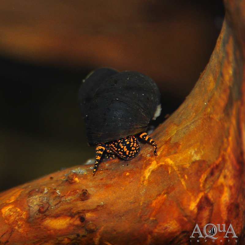 Blueberry Snail (Viviparus sp.)