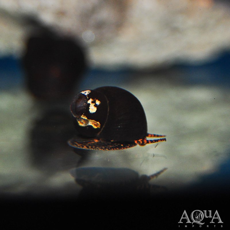 Blueberry Snail (Viviparus sp.)