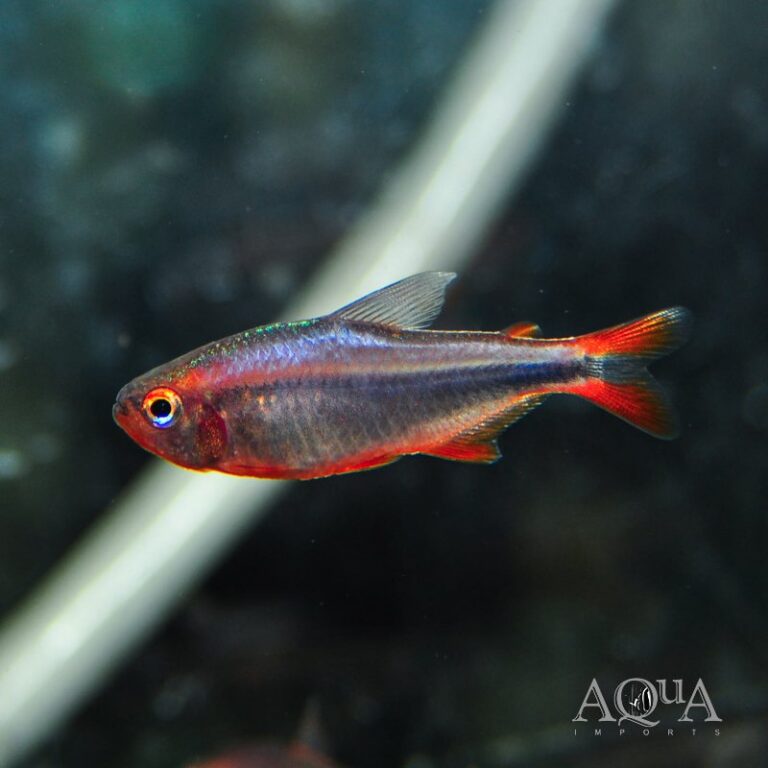 Blueberry Tetra (Hyphessobrycon wadai)