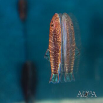 Bluefin Zebra Hillstream Loach (Gastromyzon sp. 'Bluefin Zebra')