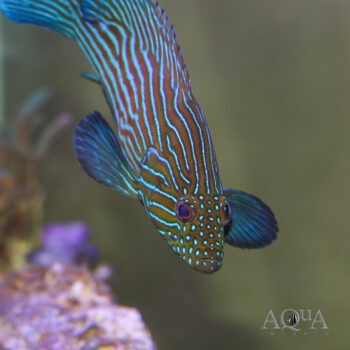 Blueline Grouper (Cephalopholis formosa)