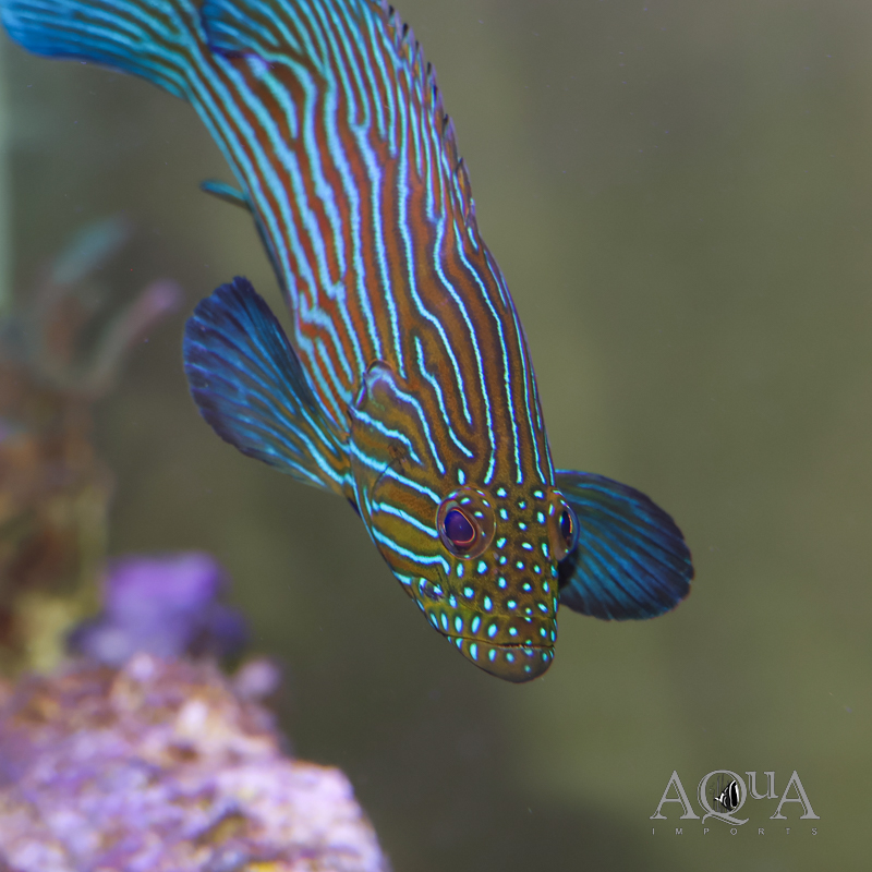 Blueline Grouper (Cephalopholis formosa)