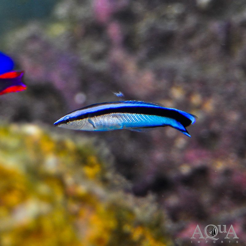 Bluestreak Cleaner Wrasse (Labroides dimidiatus)