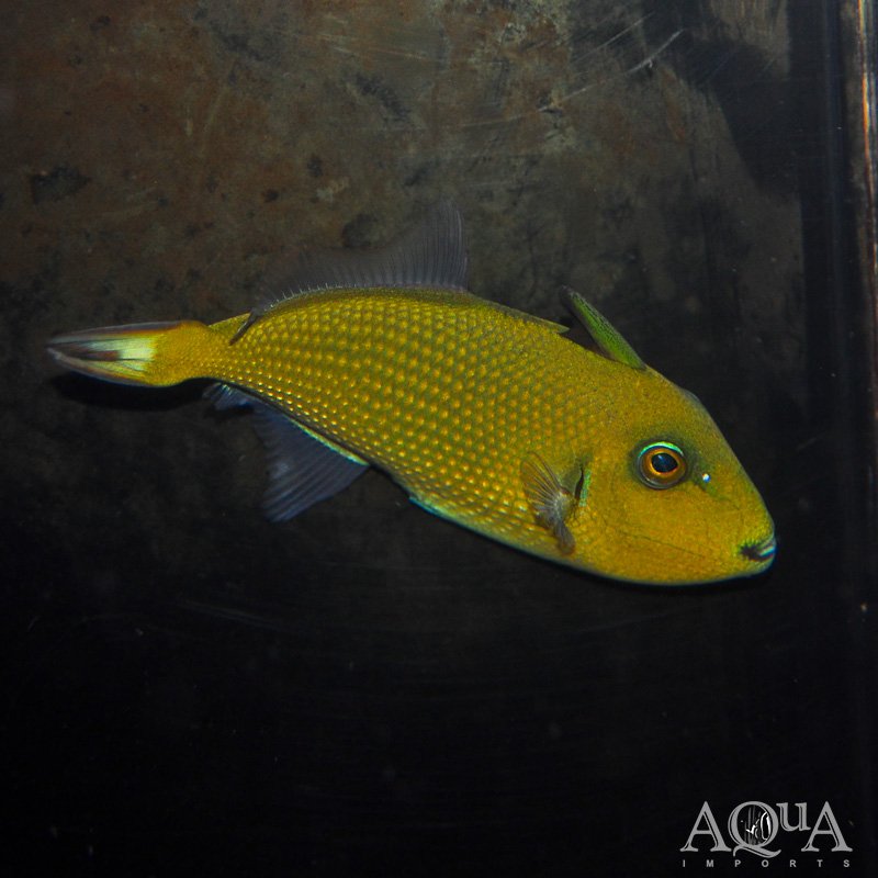 Blue Throat Trigger (Xanthichthys mento)