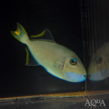Blue Throat Triggerfish (Xanthichthys mento)